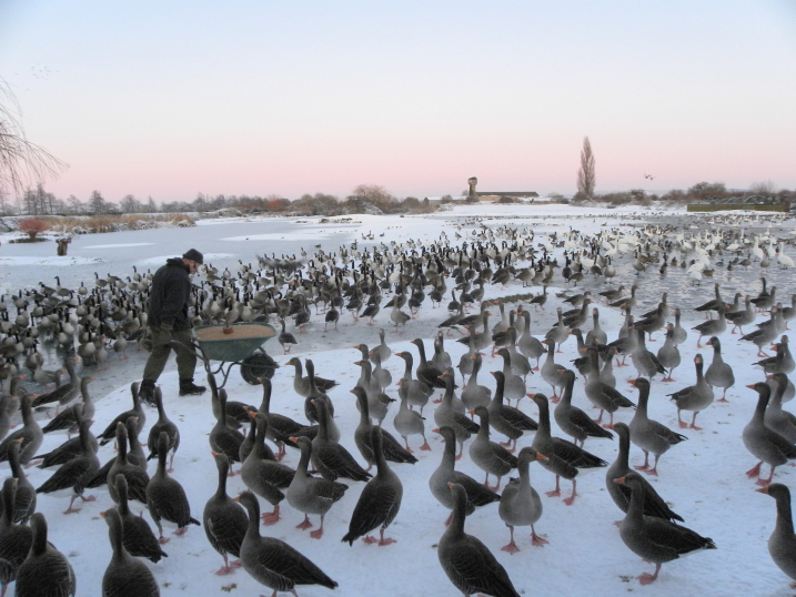 Dave Paynter giving Wild Bird Feed on Slimbridge Rushy Lake.jpg